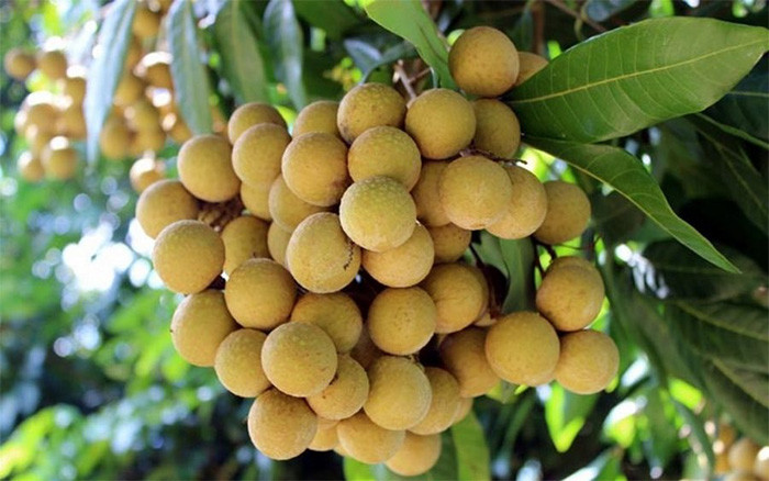 Thumbnail: Vagrofood export longan have appeared in many supermarkets in different countries