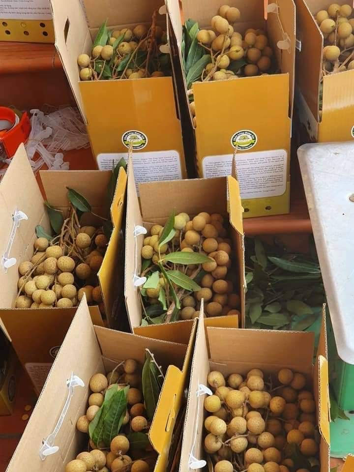 Thumbnail: The quality of Vagrofood's export longan is accepted by international market