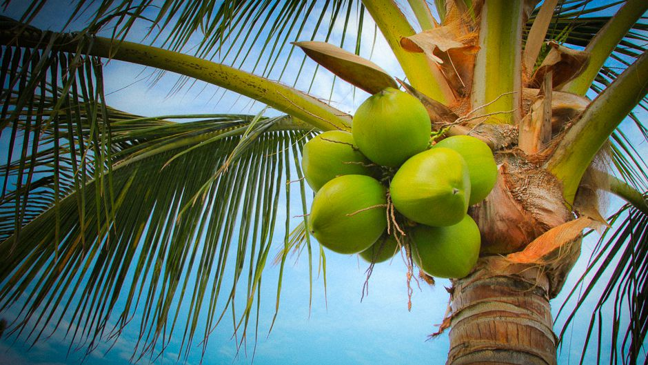 If you are looking for a Vietnam coconut distributor, Vagrofood is the best choice