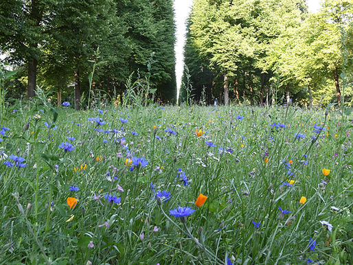 Jede Wiese zählt: Aufruf zu Pflanzaktionen in der Nachbarschaft