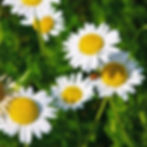 image (12)_edited.jpg