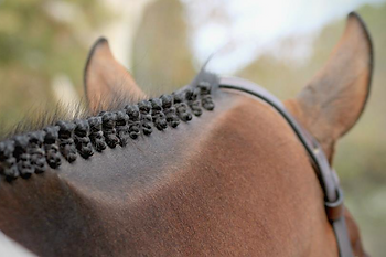 Braided show horse