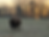 bison_sunset.heic
