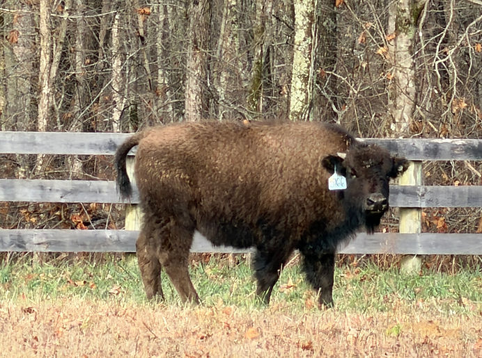 bison_field.jpeg