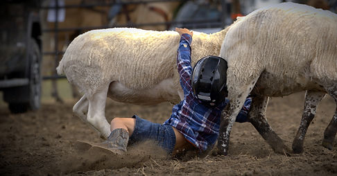 Muttin Busting kids riding sheep at the Medicine Lodge Rodeo