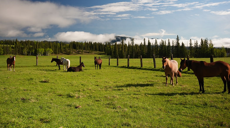 Cinematic alberta videographer capturing horses at a ranch in the canadian rockies during sunrise