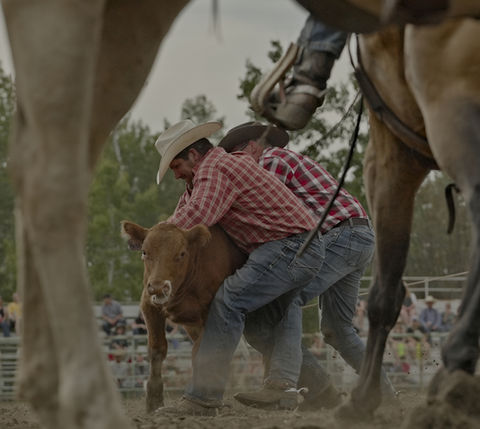 Cowboys roping a calf during a rodeo competition with horses present