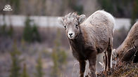 Baby Sheep - 2025.jpg