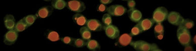 Webstite background 4.tif