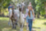 Ottama-Llamas-9841-qm9r7q8mp5495lov7xxhjqawm5zfsidvrwhh3cqzxs.jpg