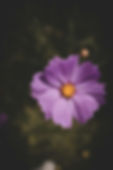 pexels-rahulp9800-1746056.jpg