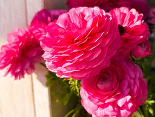 5 fiori graditi alle api: come sostenere una risorsa unica per il Pianeta