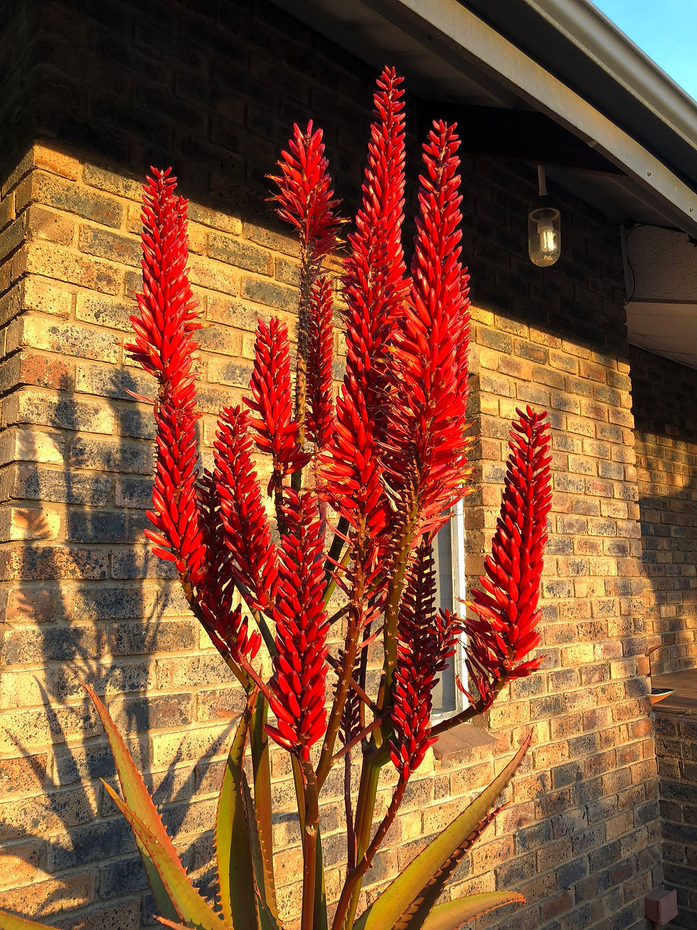 Thumbnail: Sunbird Aloes 'Erik the Red'
