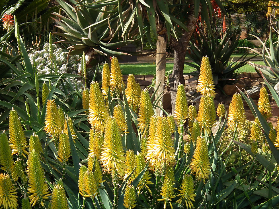 Thumbnail: Sunbird Aloes 'Gold Mine'