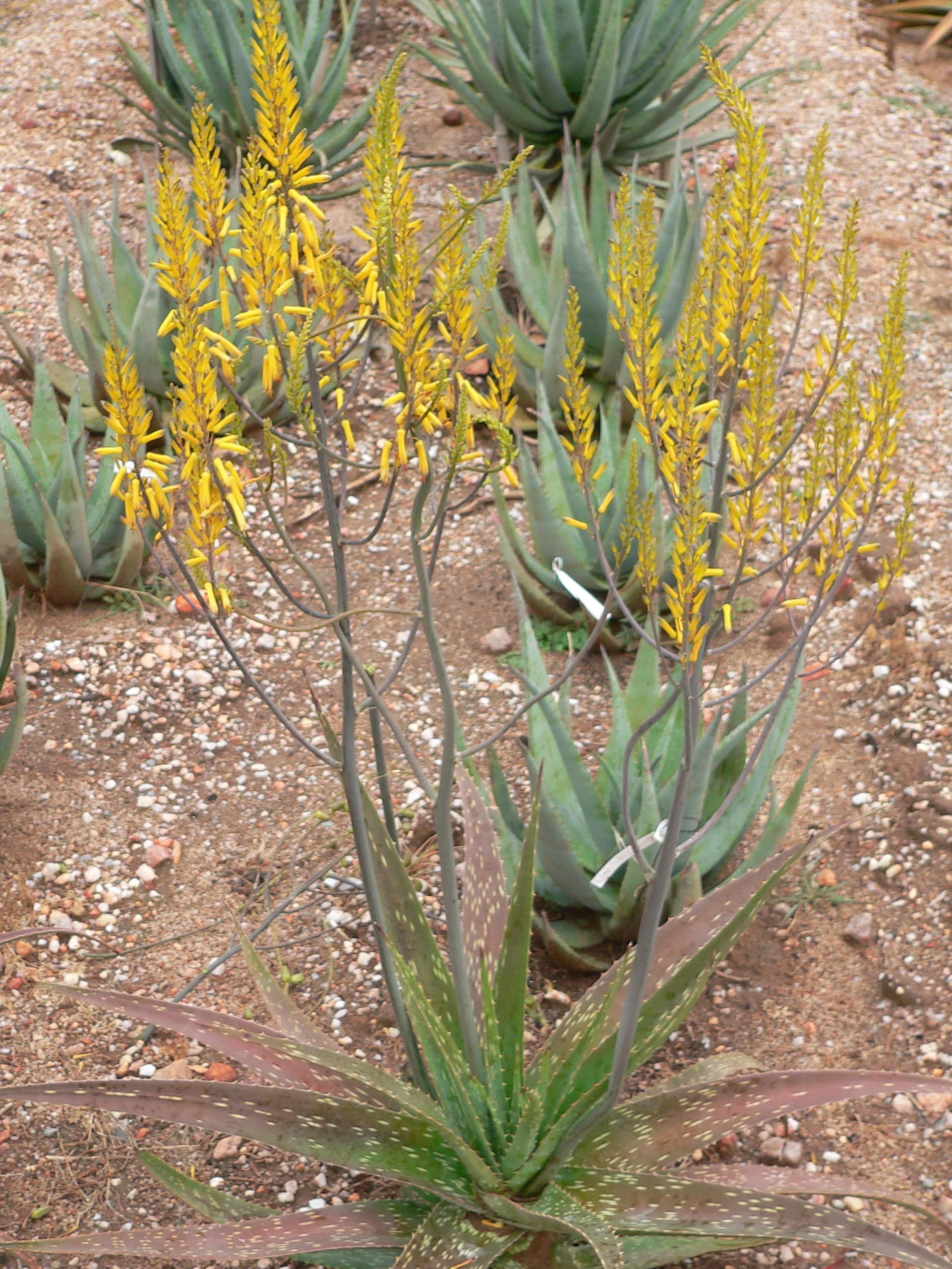 Sunbird Aloes 'First Gold'
