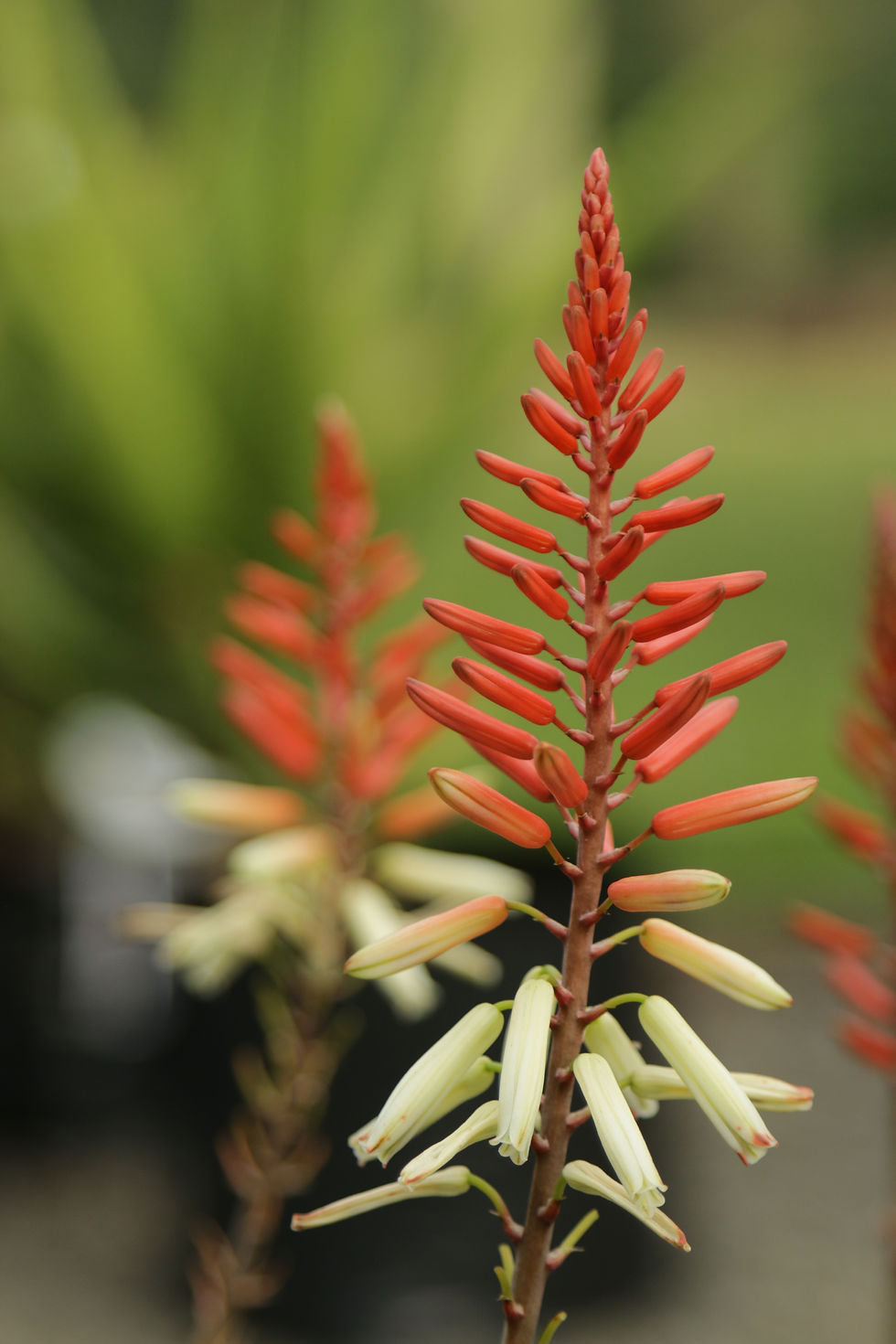 Thumbnail: Sunbird Aloes 'Geisha'