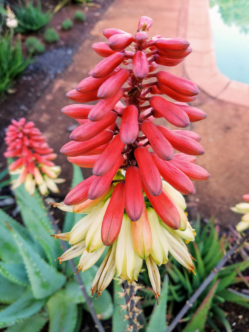 Thumbnail: Sunbird Aloes 'Havenga's Hybrid'