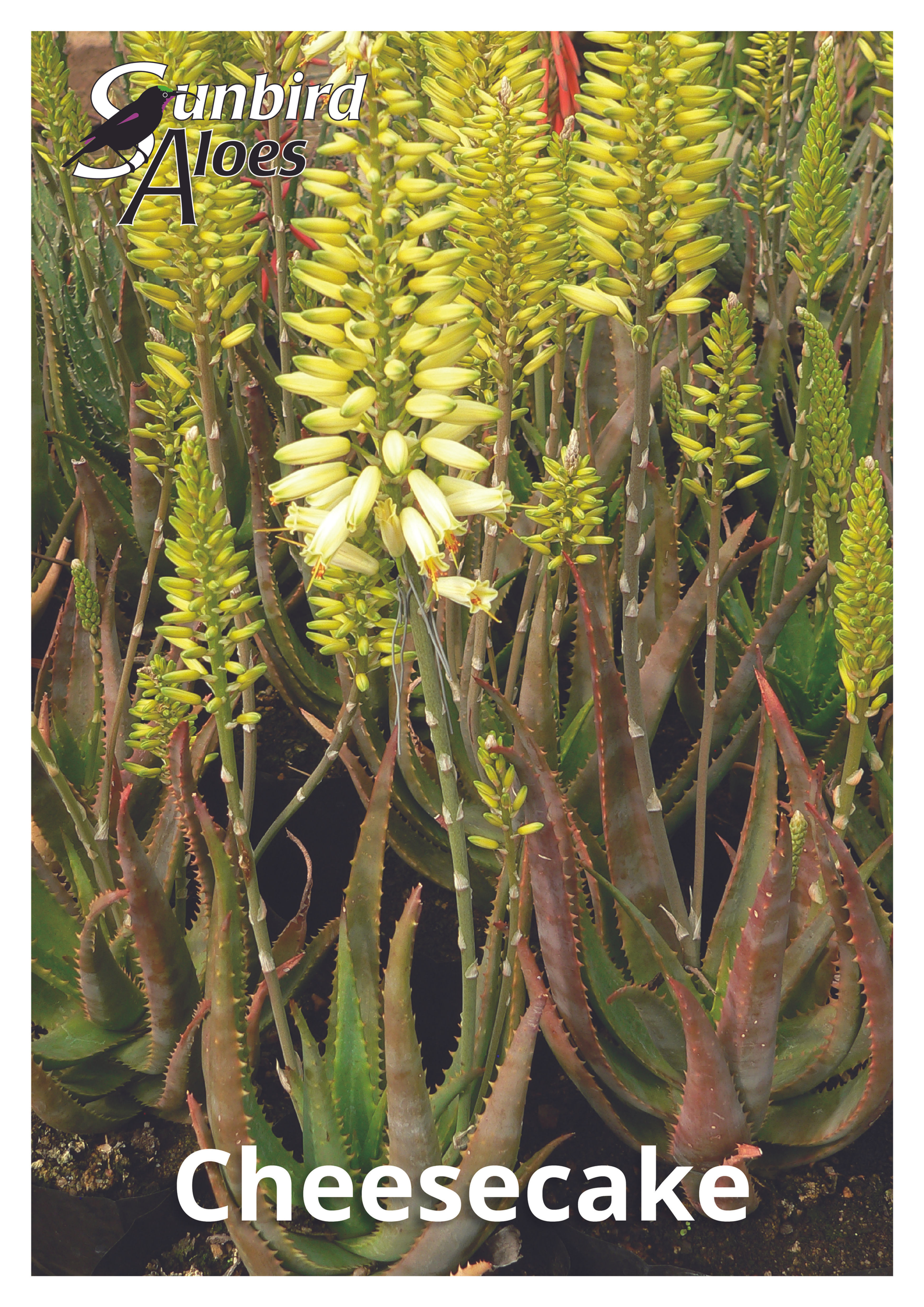 Sunbird Aloes 'Cheesecake'