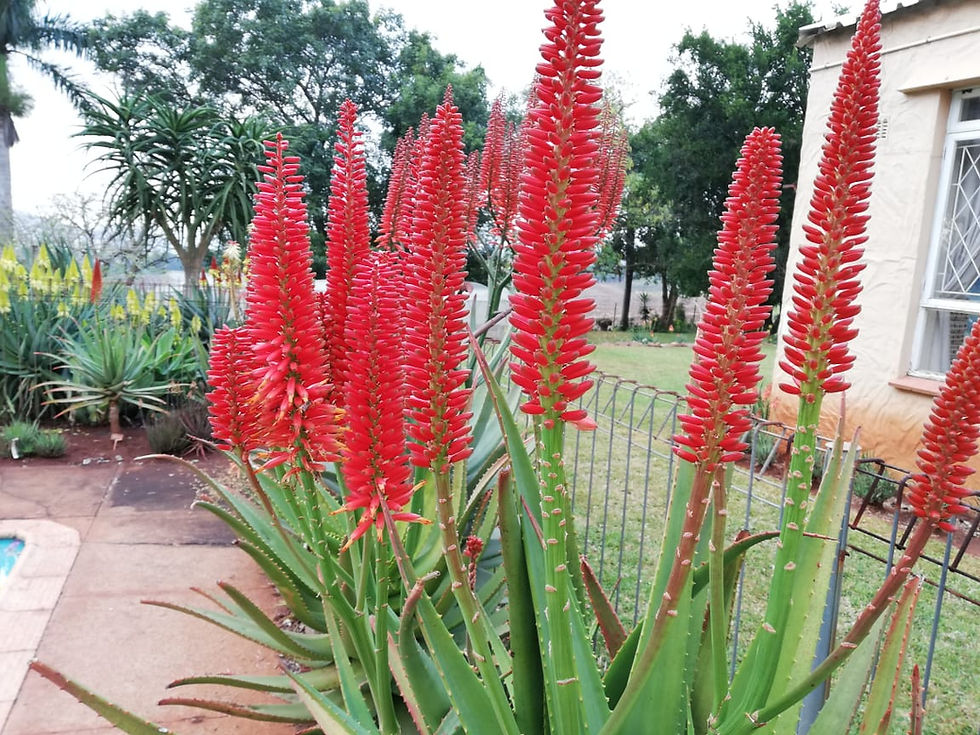 Thumbnail: Sunbird Aloes 'Crimson Column'