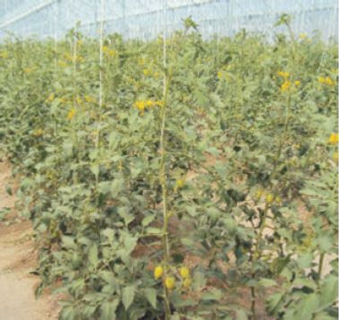 820_po_tomates - Fig. 04.JPG