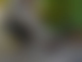 Salud Pública continúa con bloqueo vectorial y acciones preventivas