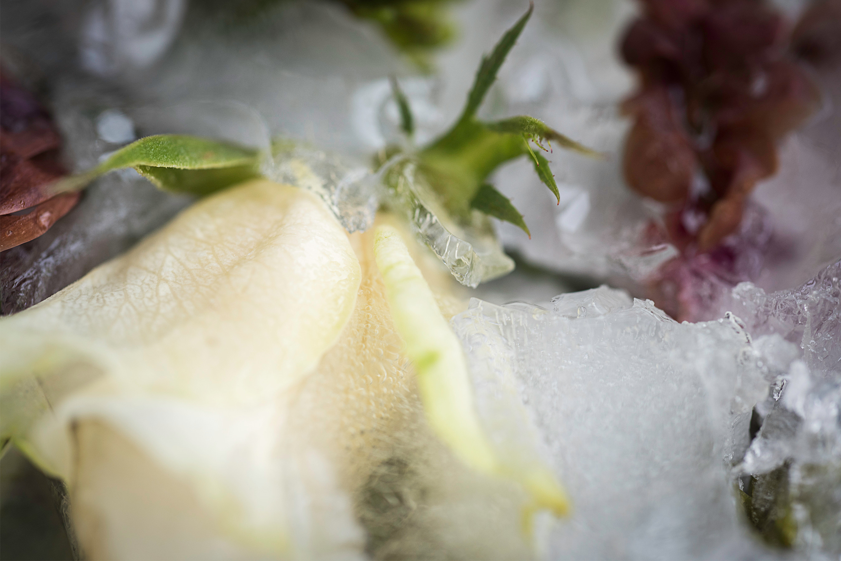 Frozen Flowers