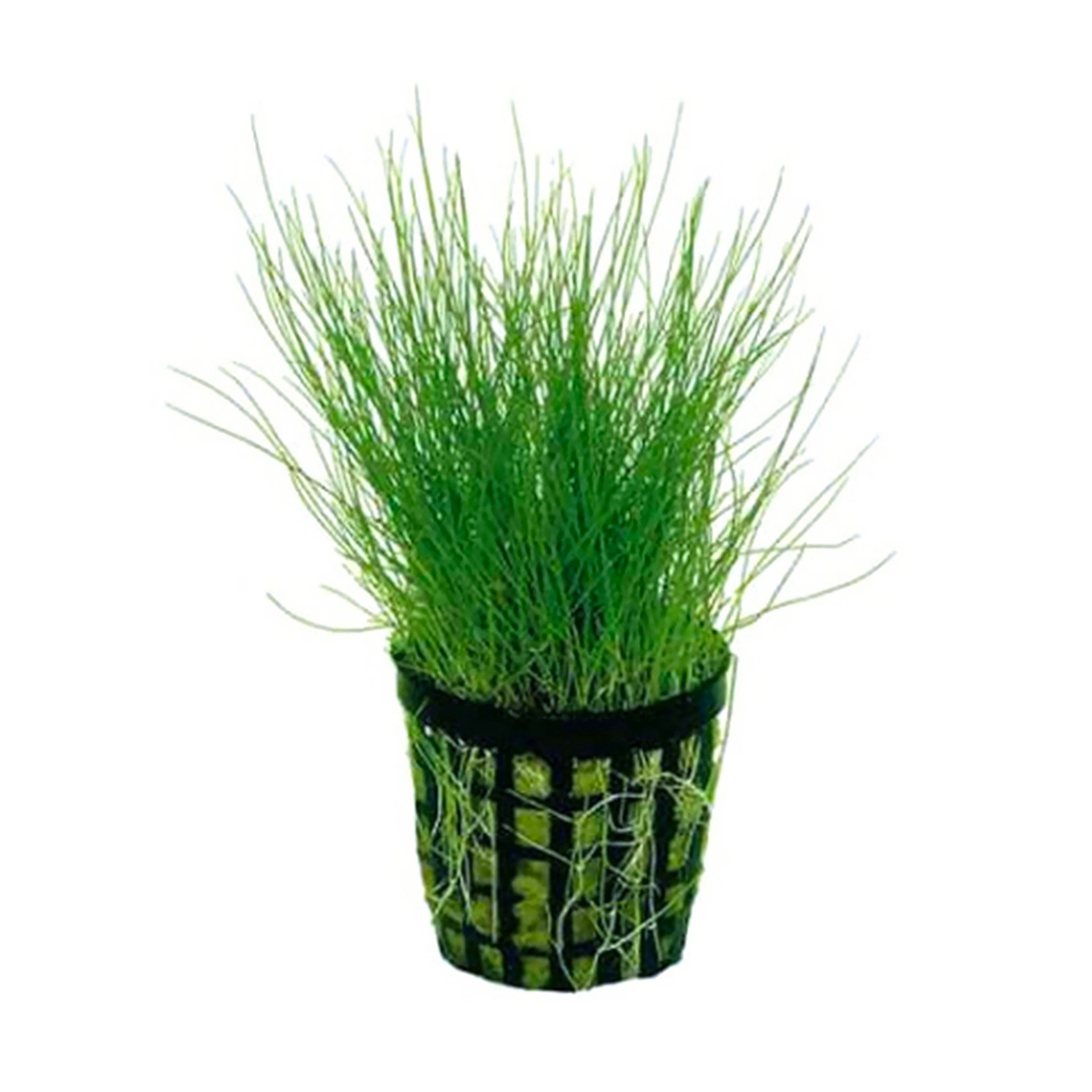 Eleocharis parvula