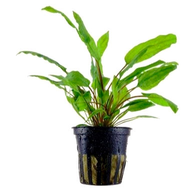 Cryptocoryne wendtii Green