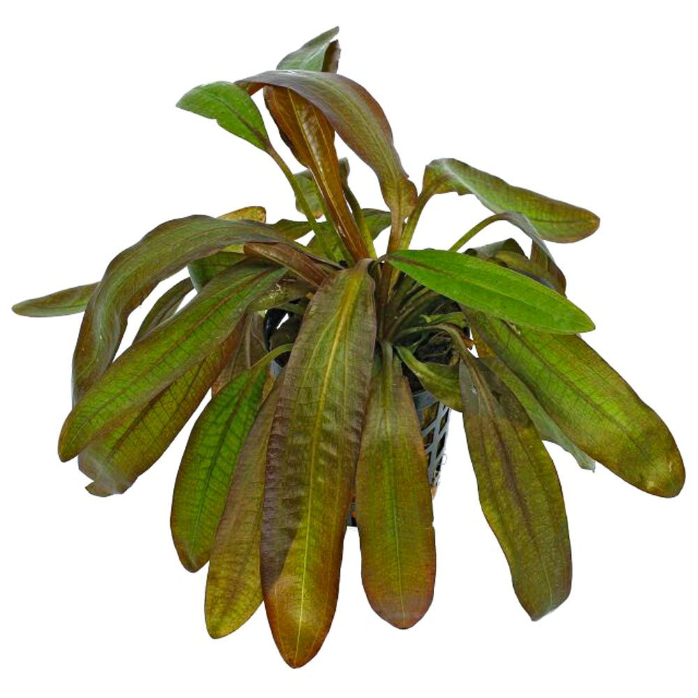 Echinodorus rubin
