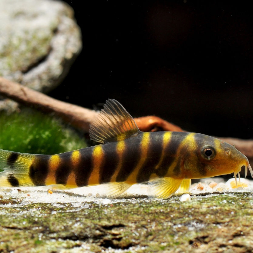Botia Bengali