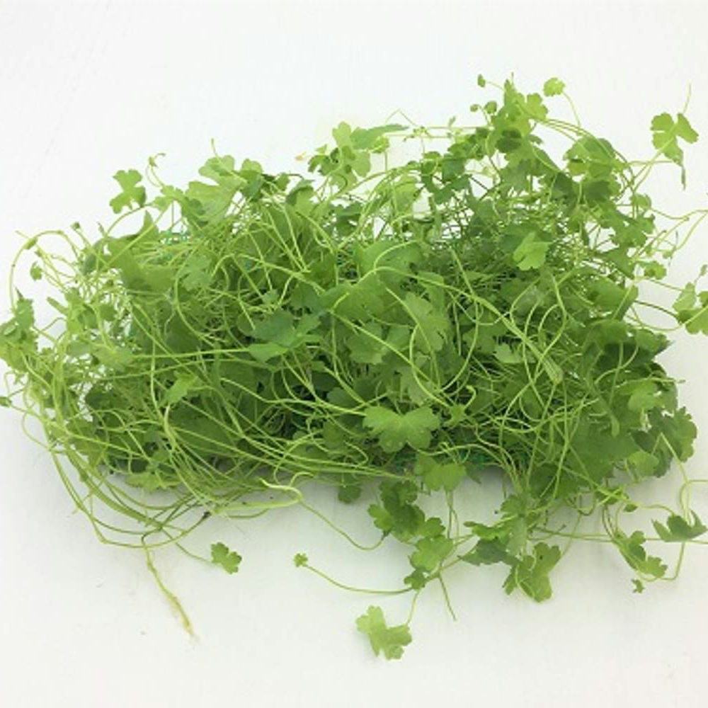 Hydrocotyle tripartita sp. Japan (Tapete 16x11cm)