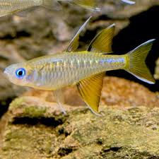 Pacific Blue-Eye Rainbowfish