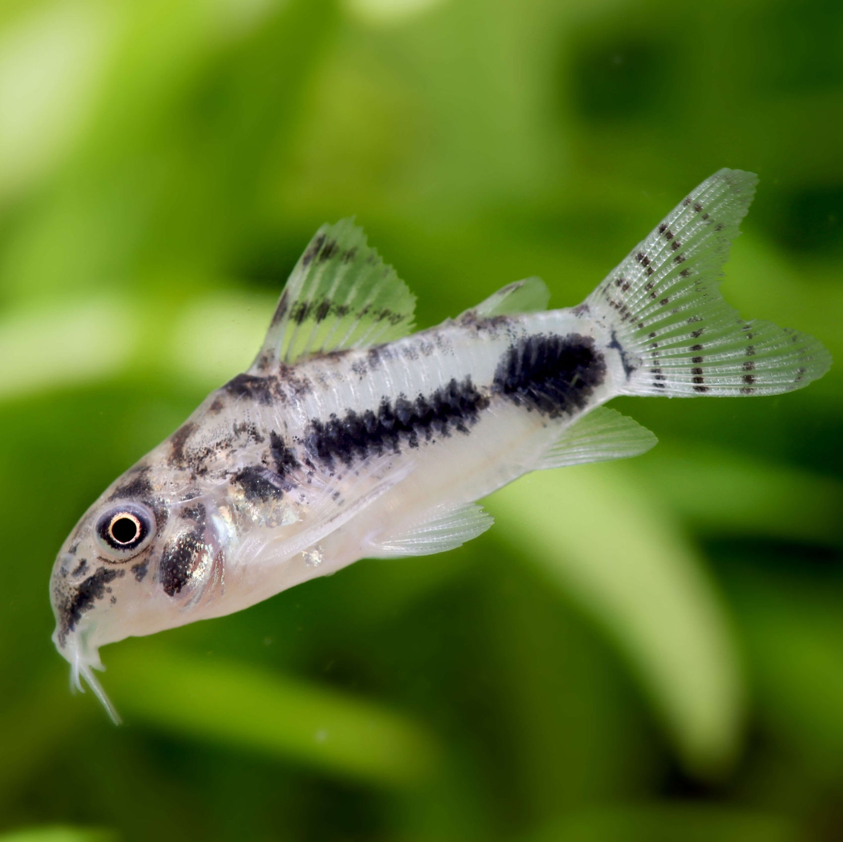 Corydora habrosus