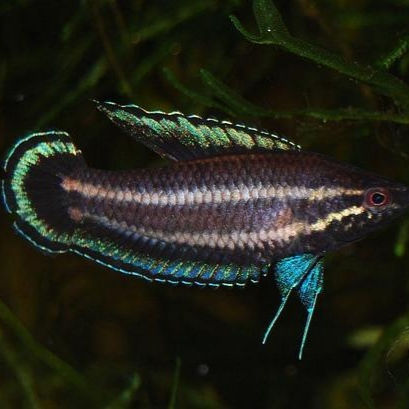 Parosphromenus spec. “blue line”