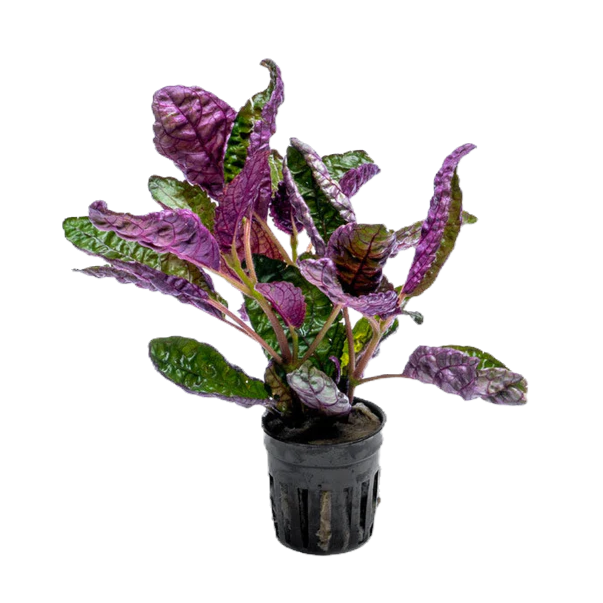 Hemigraphis colorata