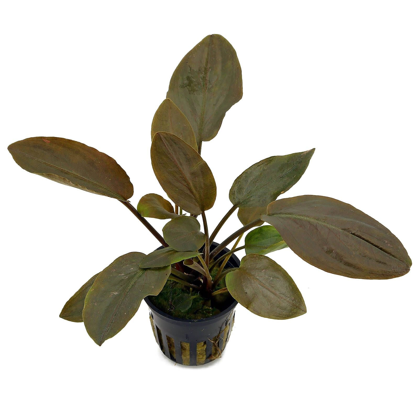 Lagenandra meeboldi 'Red'