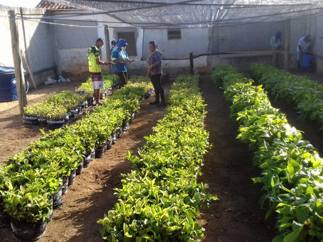 Município de Vereda recebe 25 mil mudas da Biofábrica doadas pelo Governo do Estado