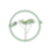 Leucena