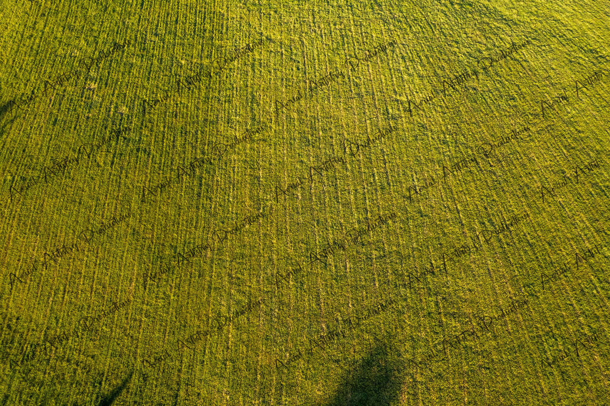 Aerial View of Vast Green Field with Textured Grass Patterns