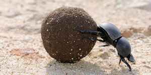 Dung Beetles and Pasture Health