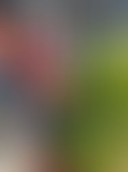 Solo seis de ocho defensores de Guapinol se les recobró su libertad 