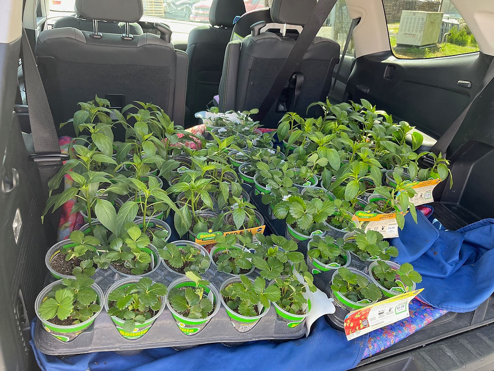 Thank you to Bonnie Plants for our tomato, peppers and eggplant starts!