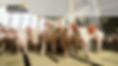Zoom Piglets 2.jpg