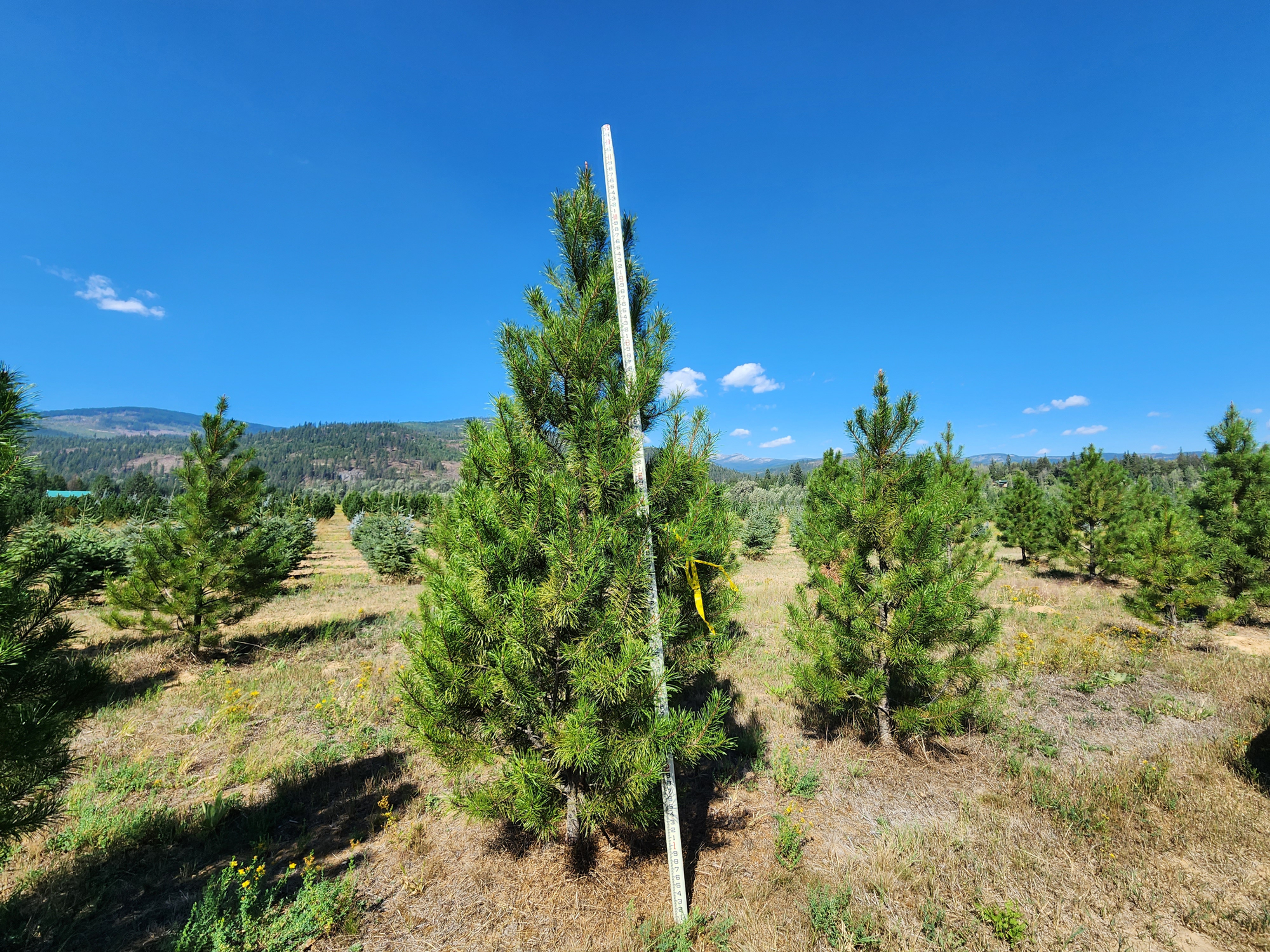 Circle D Lodge pole PineTM
