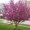 Thumbnail: Perfect Purple Crabapple