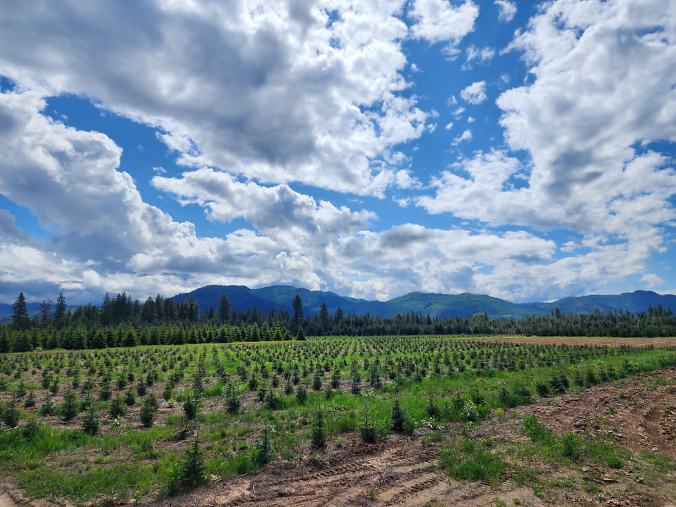 Thumbnail: Colorado Spruce