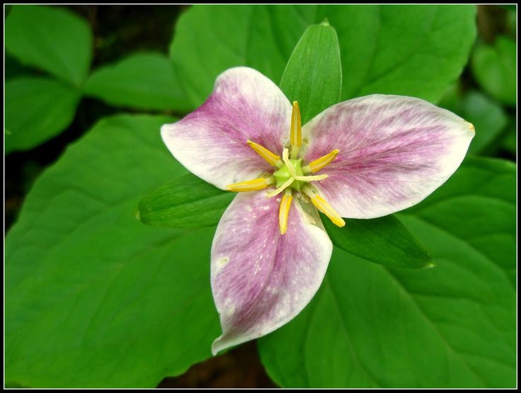 Mentoring:  Macro with the Trilliums