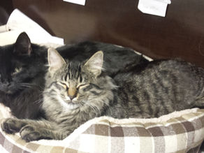 Playing Fruit Basket Upset With My Life