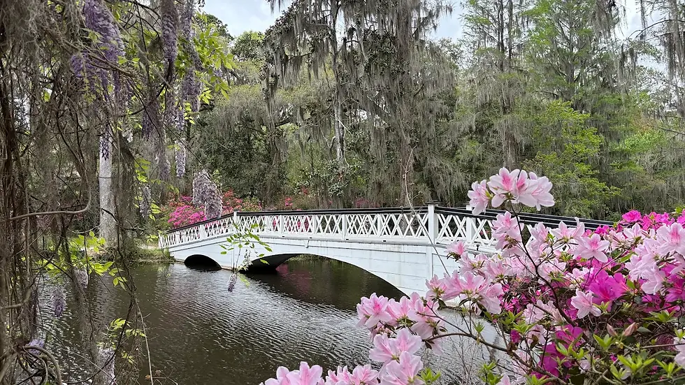 Magnolia Plantation & Gardens3