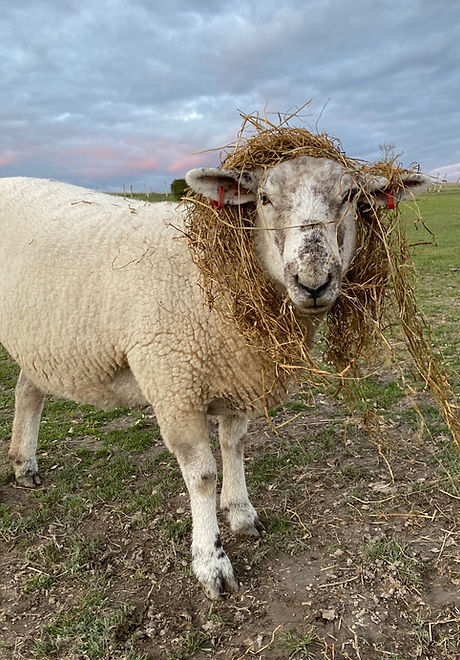IMG_7872sheep_edited.jpg